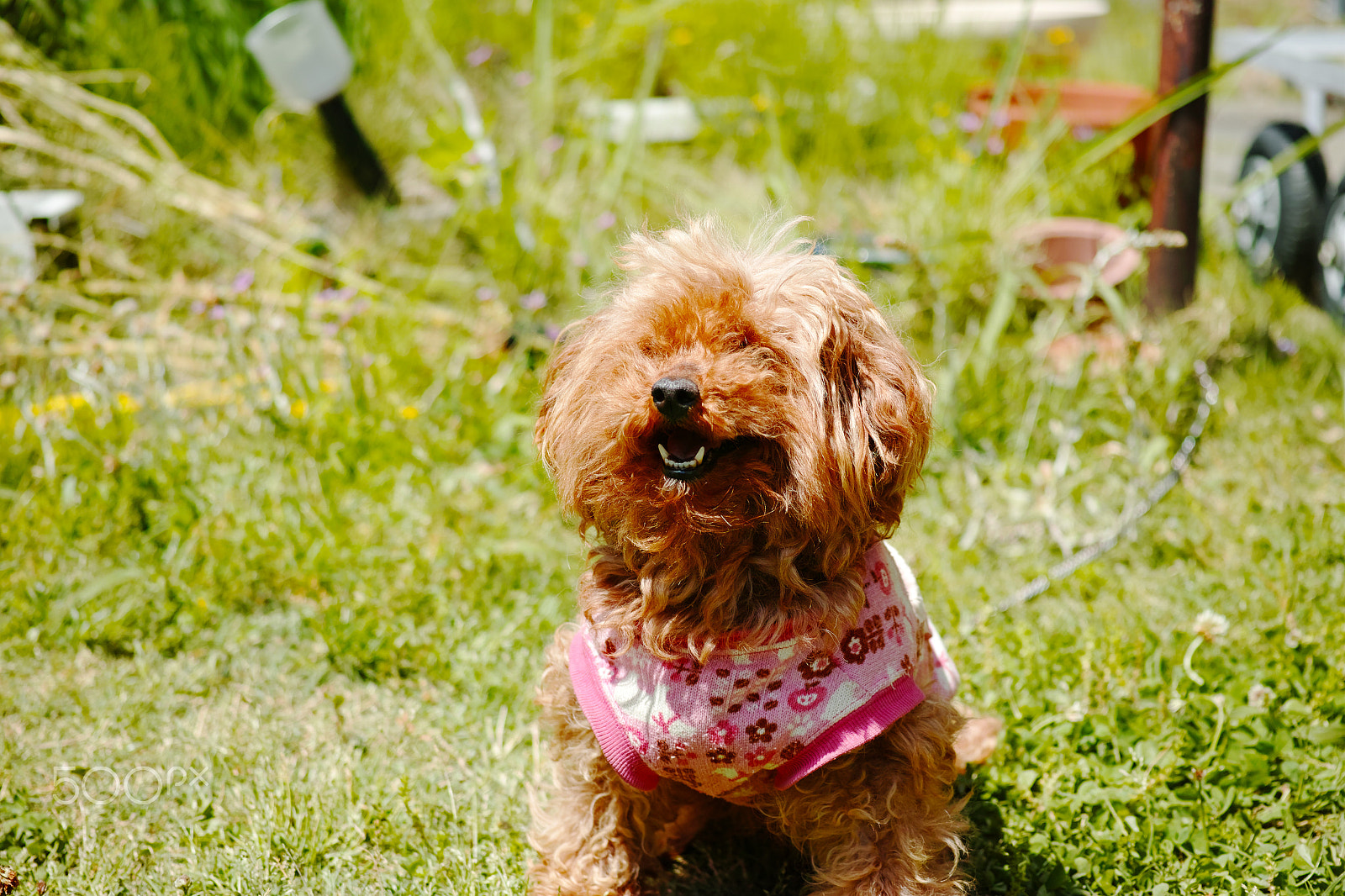 Sigma dp3 Quattro sample photo. Dog photography