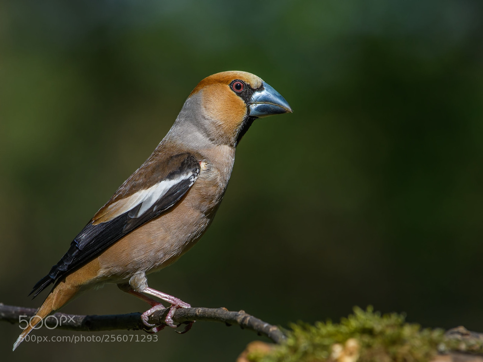 Nikon D500 sample photo. Hawfinch photography