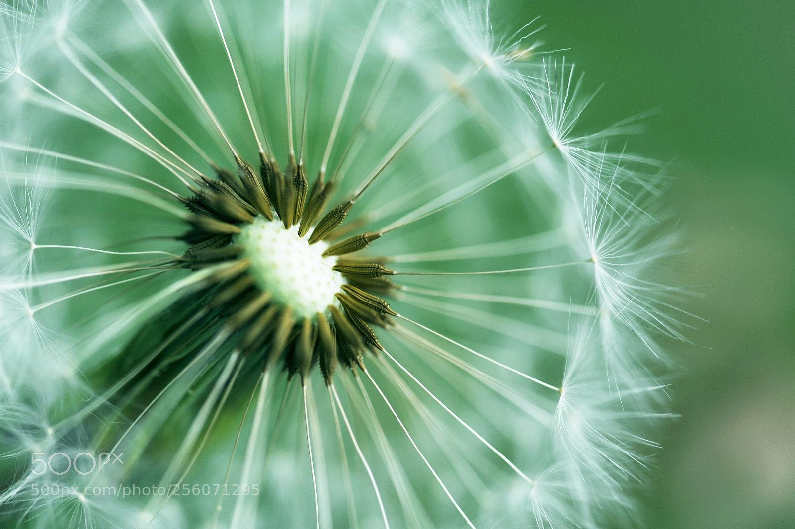 Nikon D700 sample photo. Dandelioning ii photography