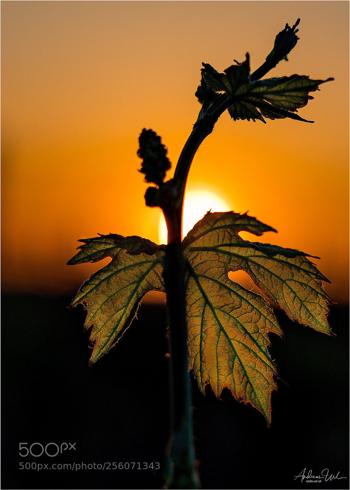 Nikon D850 sample photo. Sunset @ weingarden photography