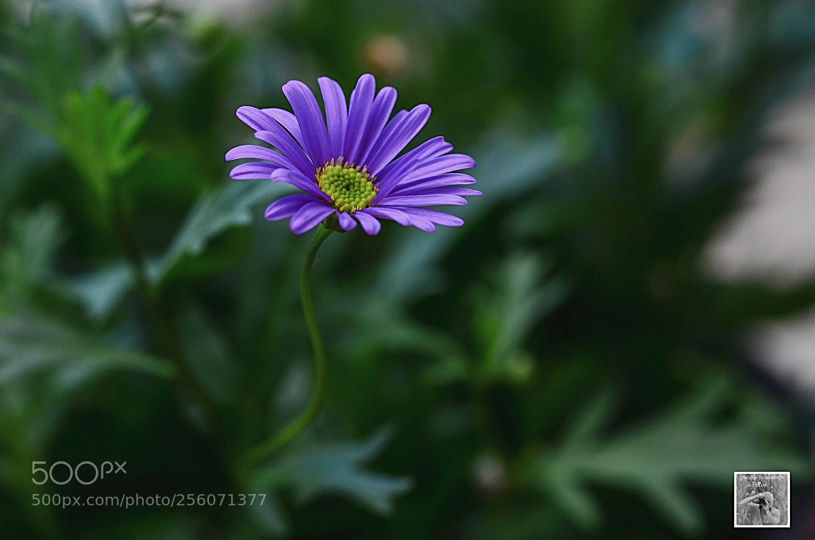 Nikon D7000 sample photo. Tamron 60mm 2.0 macro photography