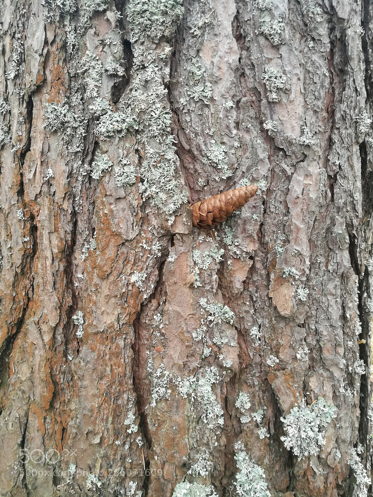 HUAWEI Honor 8 sample photo. Untitled photography
