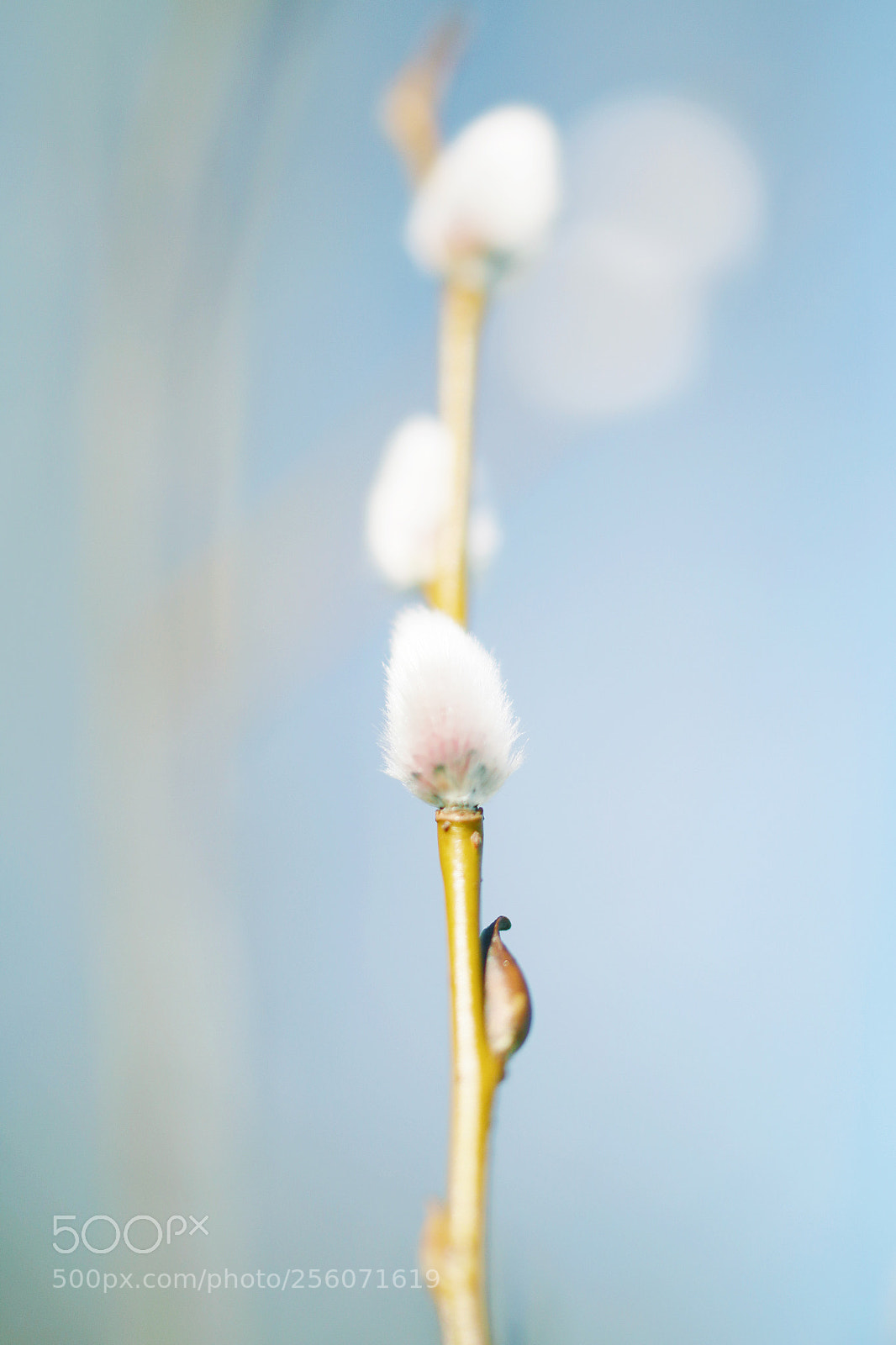 Canon EOS 70D sample photo. Spring time photography