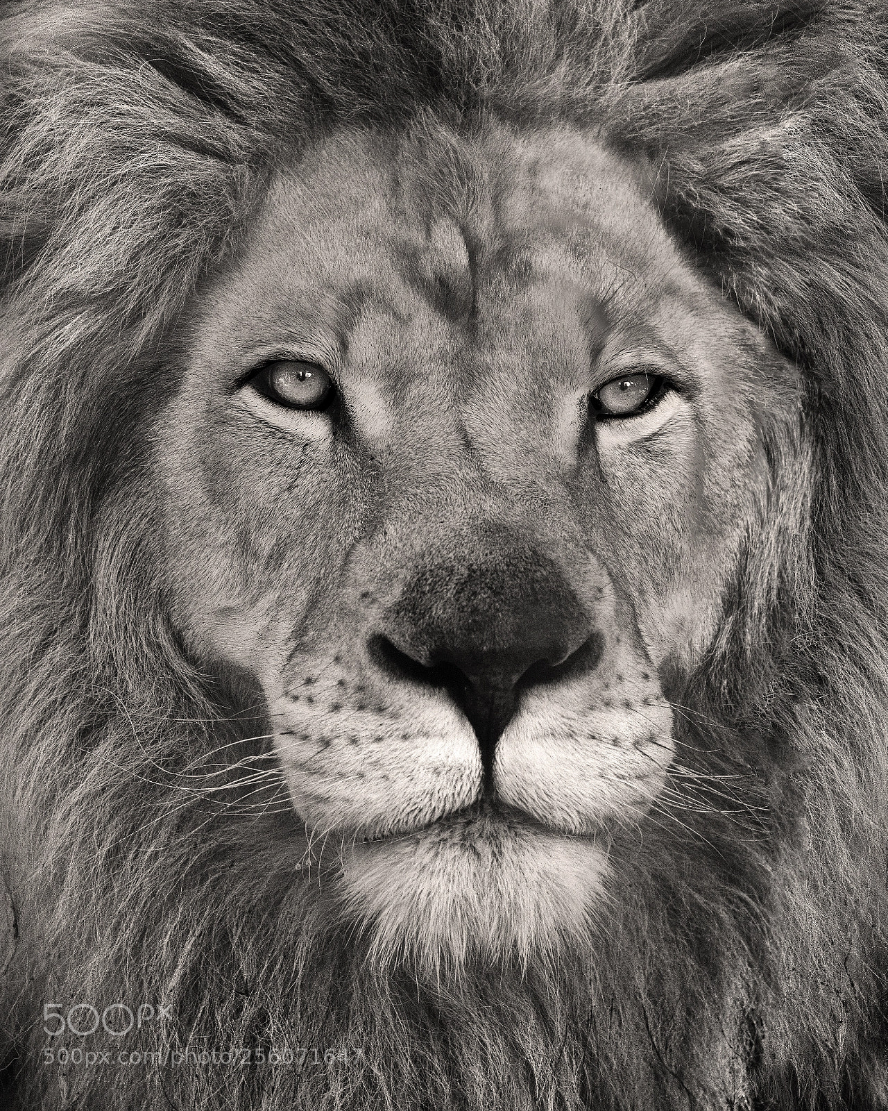 Nikon D750 sample photo. Black and white lion photography
