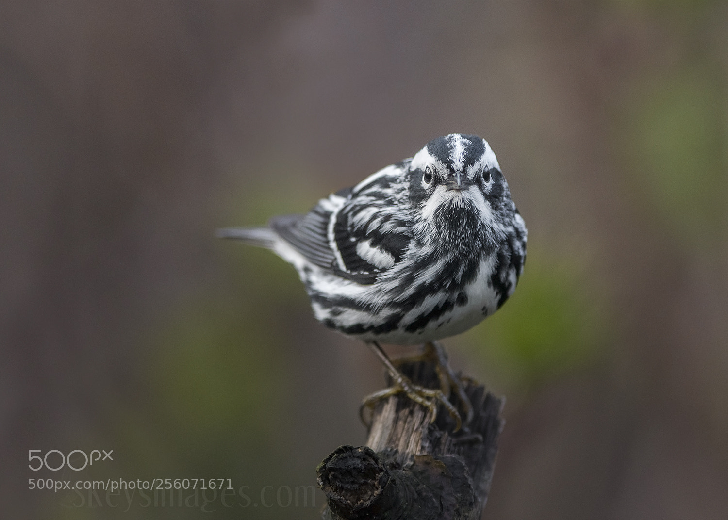Nikon D500 sample photo. Eyes on (black-and-white warbler) photography