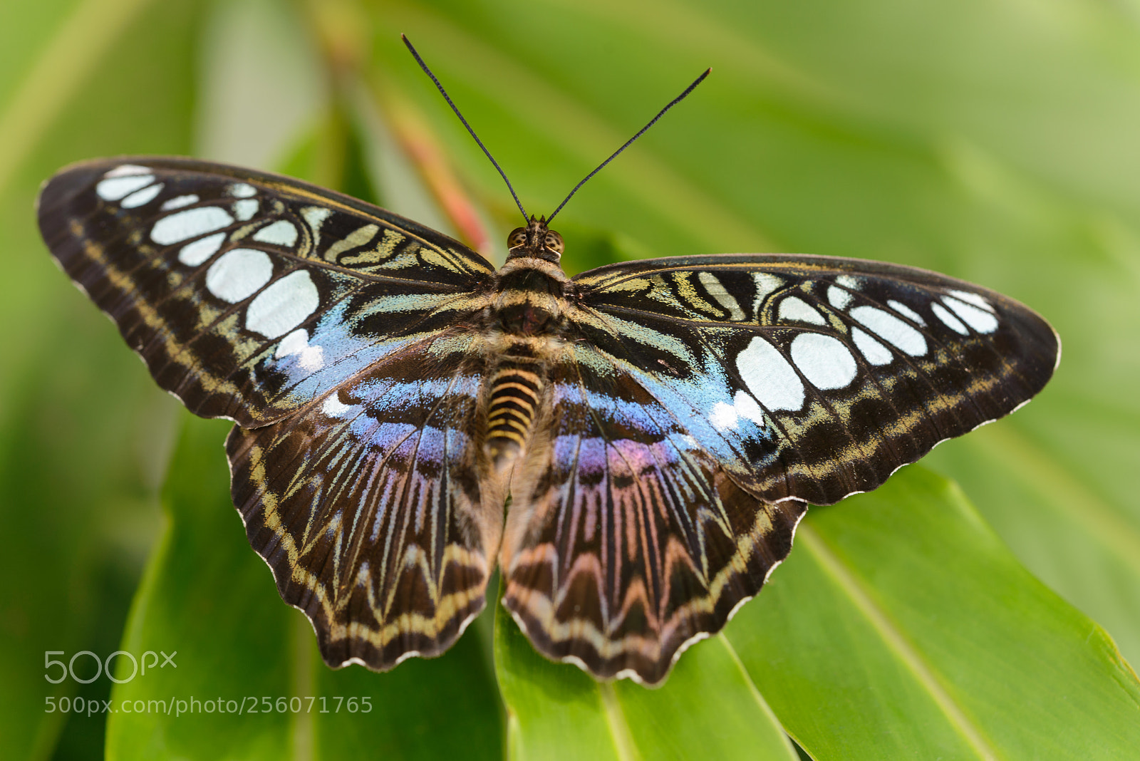 Nikon D600 sample photo. Blue clipper photography