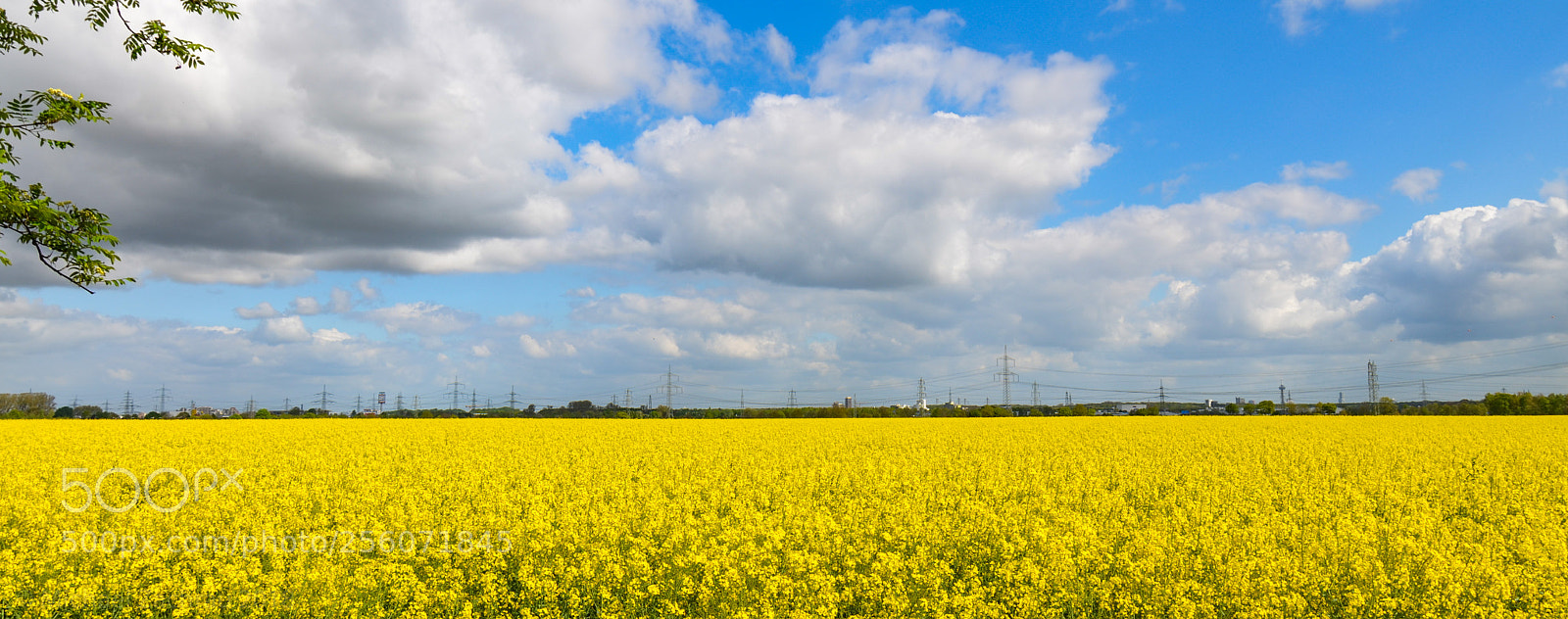 Nikon D7000 sample photo. Rapsfeld erftstadt photography
