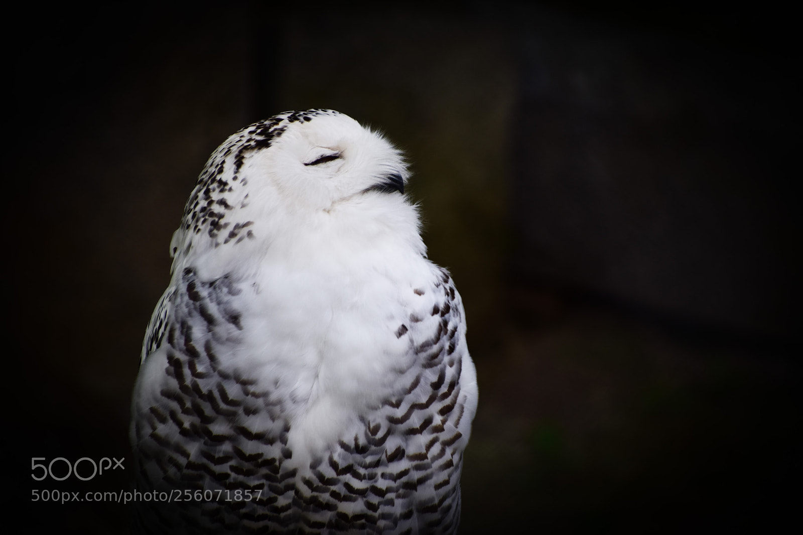 Nikon D3300 sample photo. Snowy owl photography