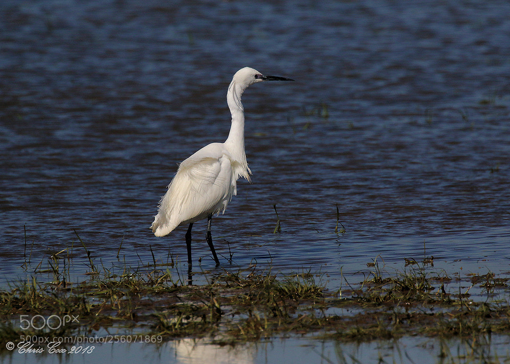 Canon EOS 7D Mark II sample photo. Little egret photography