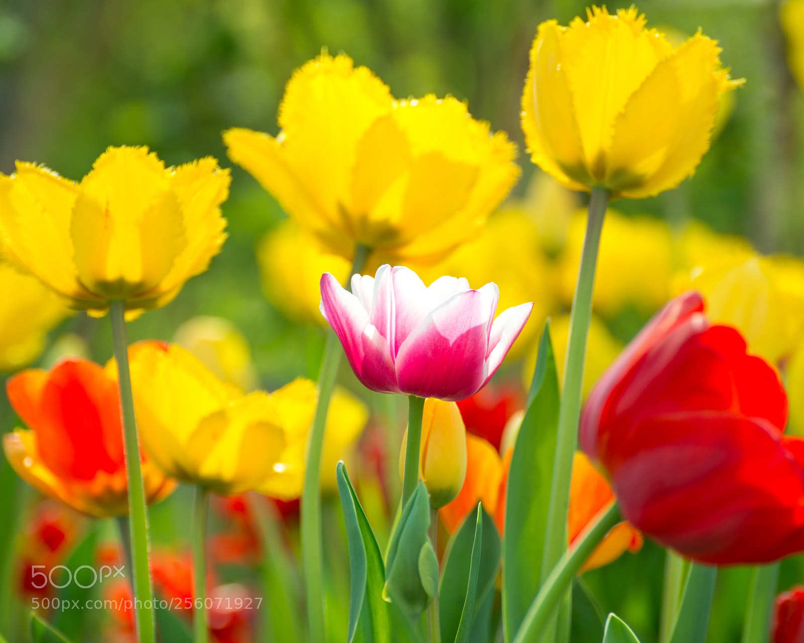 Nikon D800 sample photo. Tulip photography