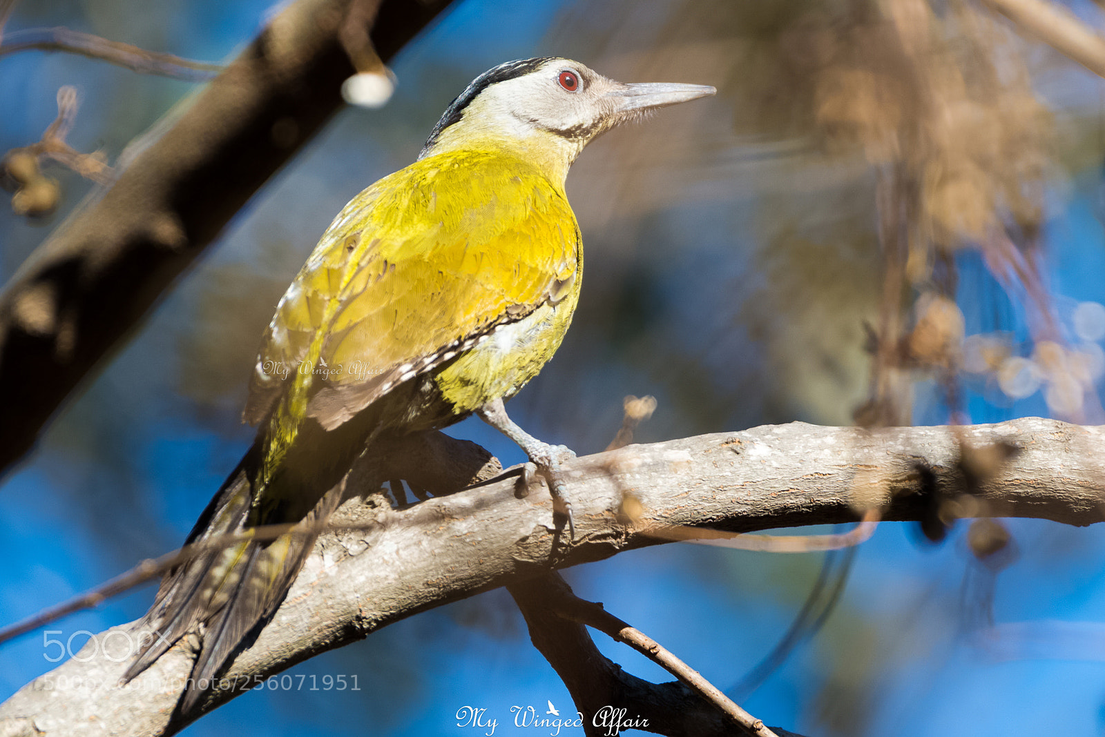 Nikon D610 sample photo. Grey headed woodpecker photography
