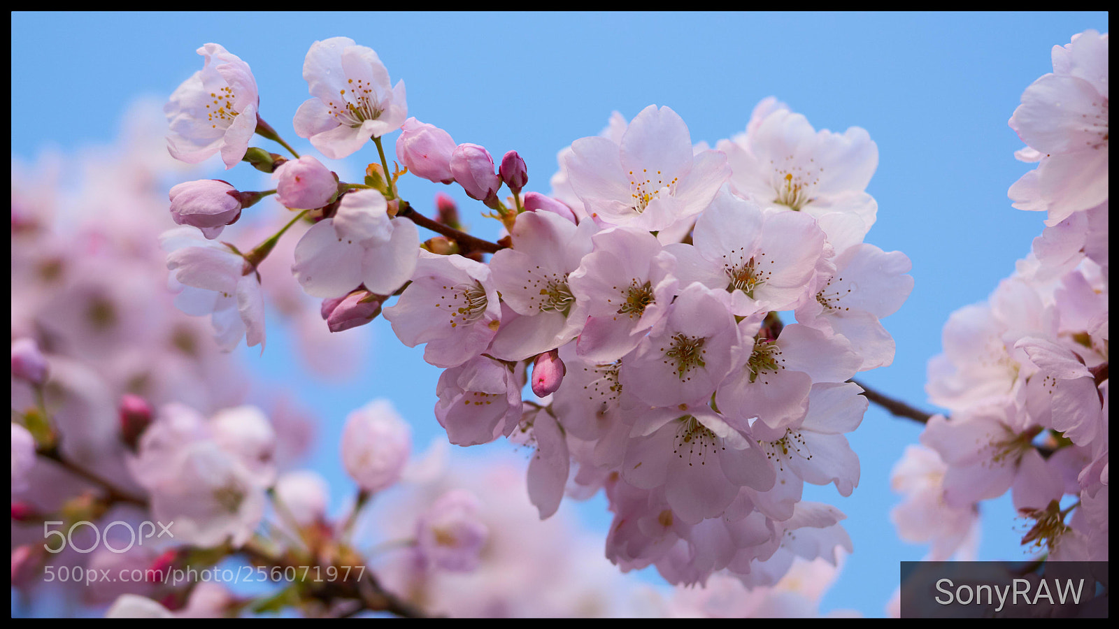 Sony a6500 sample photo. Cherry blossom photography