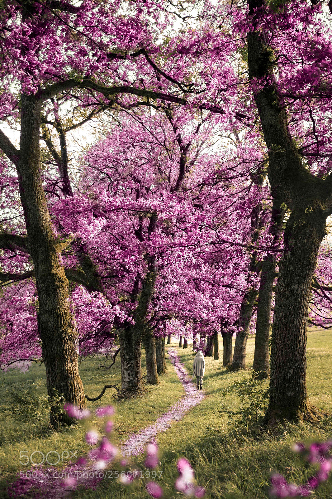 Canon EOS 6D sample photo. Spring alley photography