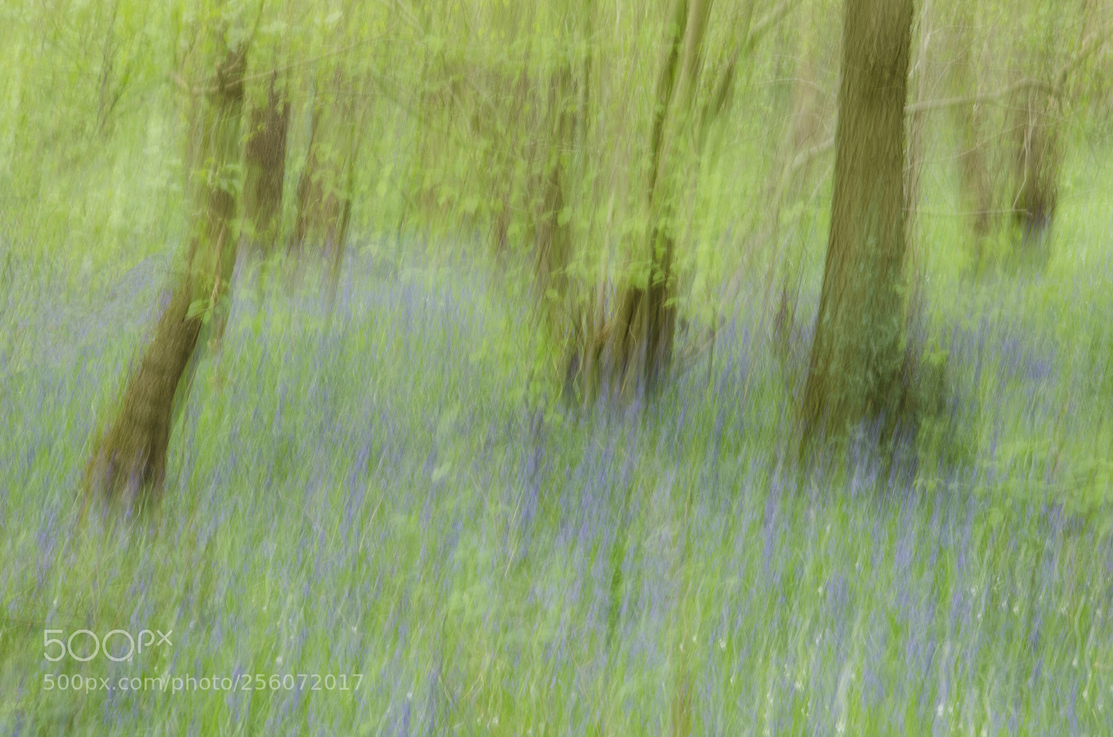 Nikon D7000 sample photo. Hyacinthoides non-scripta photography