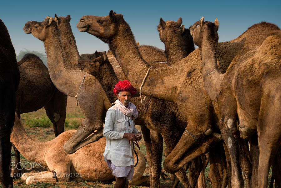 Sony a7 sample photo. Pushkar mela. rajasthan photography