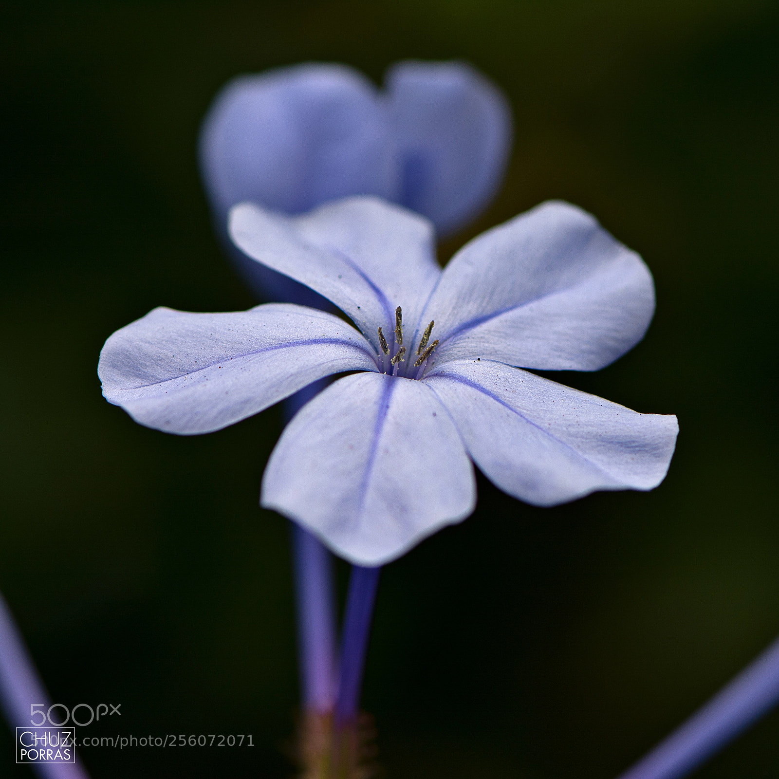 Nikon D7100 sample photo. Flower photography