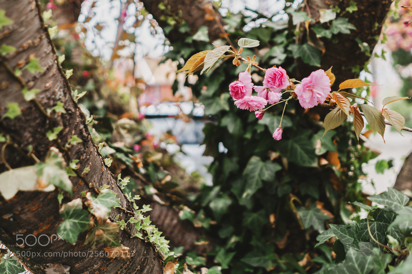 Sony a6000 sample photo. Cherry blossoms on ivy photography