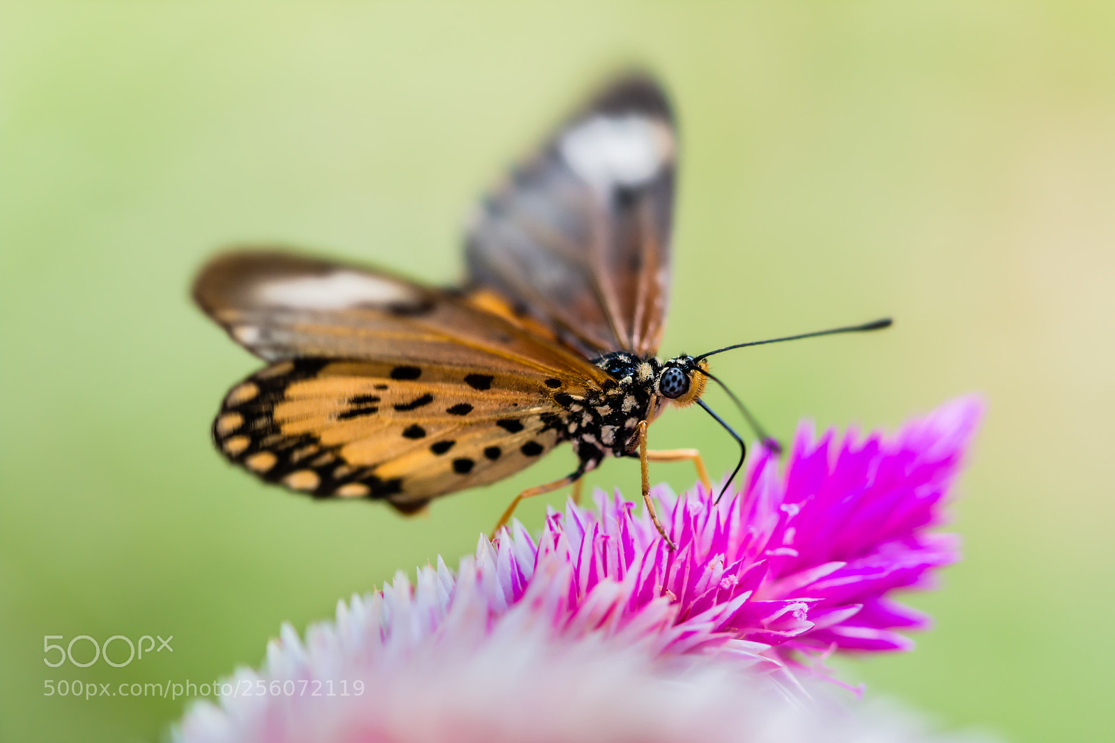 Canon EOS 70D sample photo. Butterfly about to depart photography