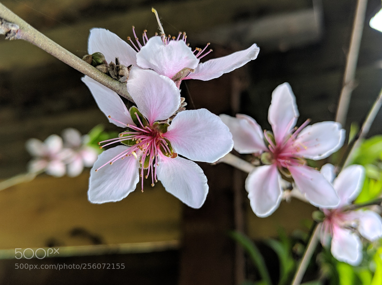 Google Pixel 2 XL sample photo. Untitled photography