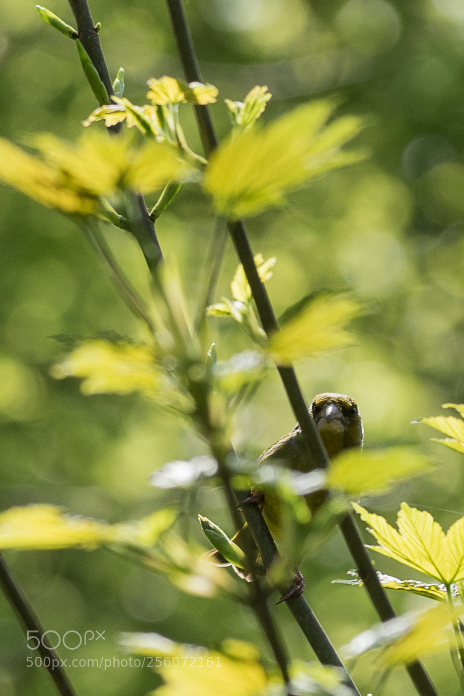 Sony a7 II sample photo. Verdier d'europe 2 photography