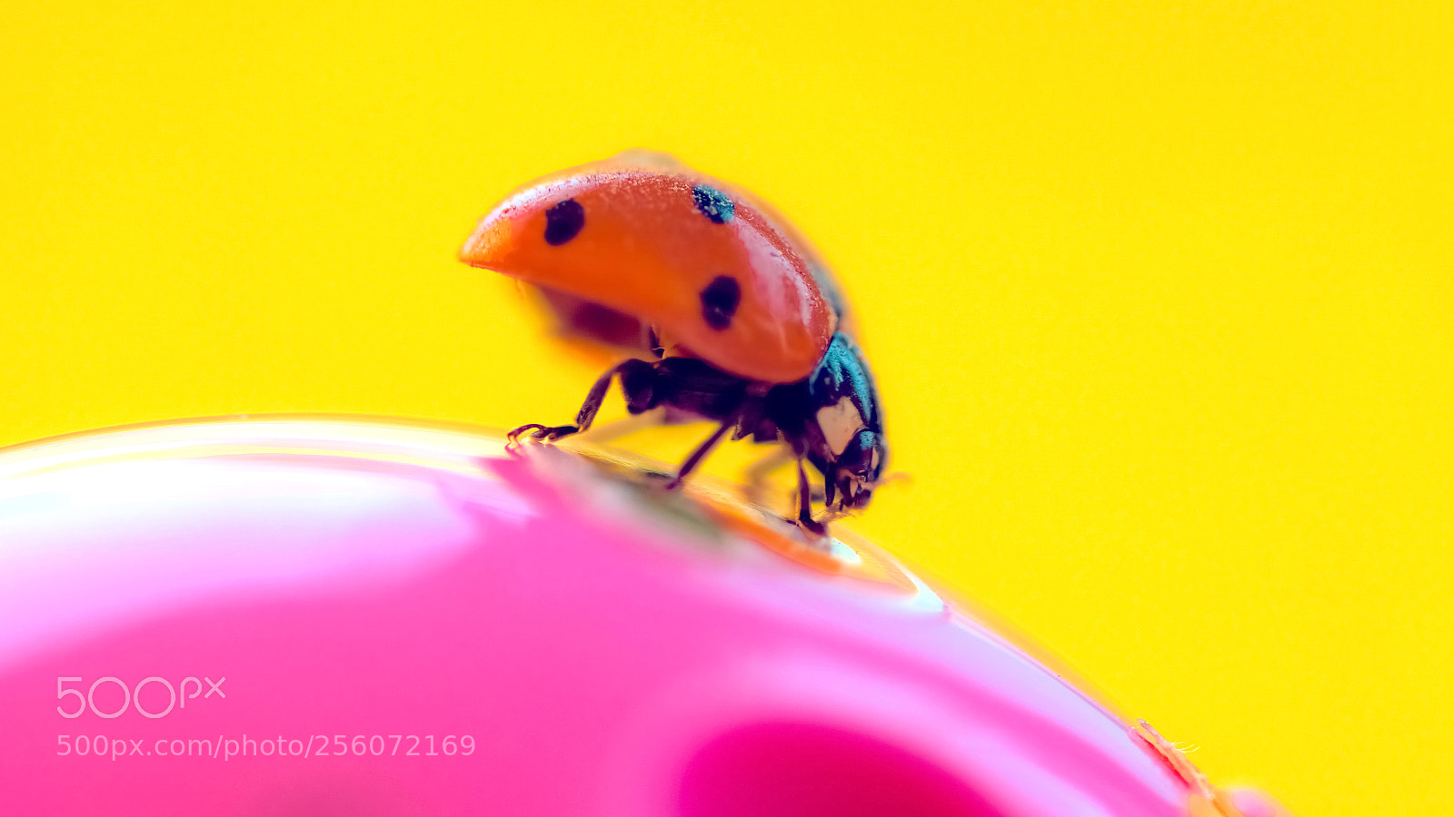 Sony ILCA-77M2 sample photo. Bug photography