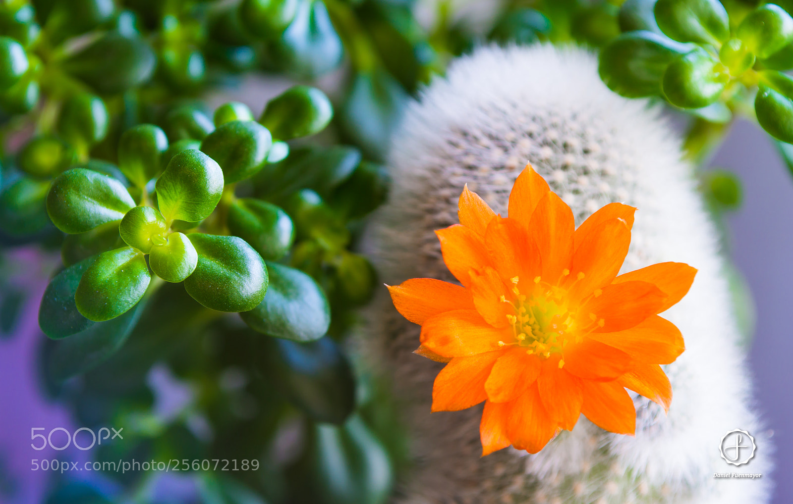 Nikon D3200 sample photo. Rebutia albipilosa flower! photography