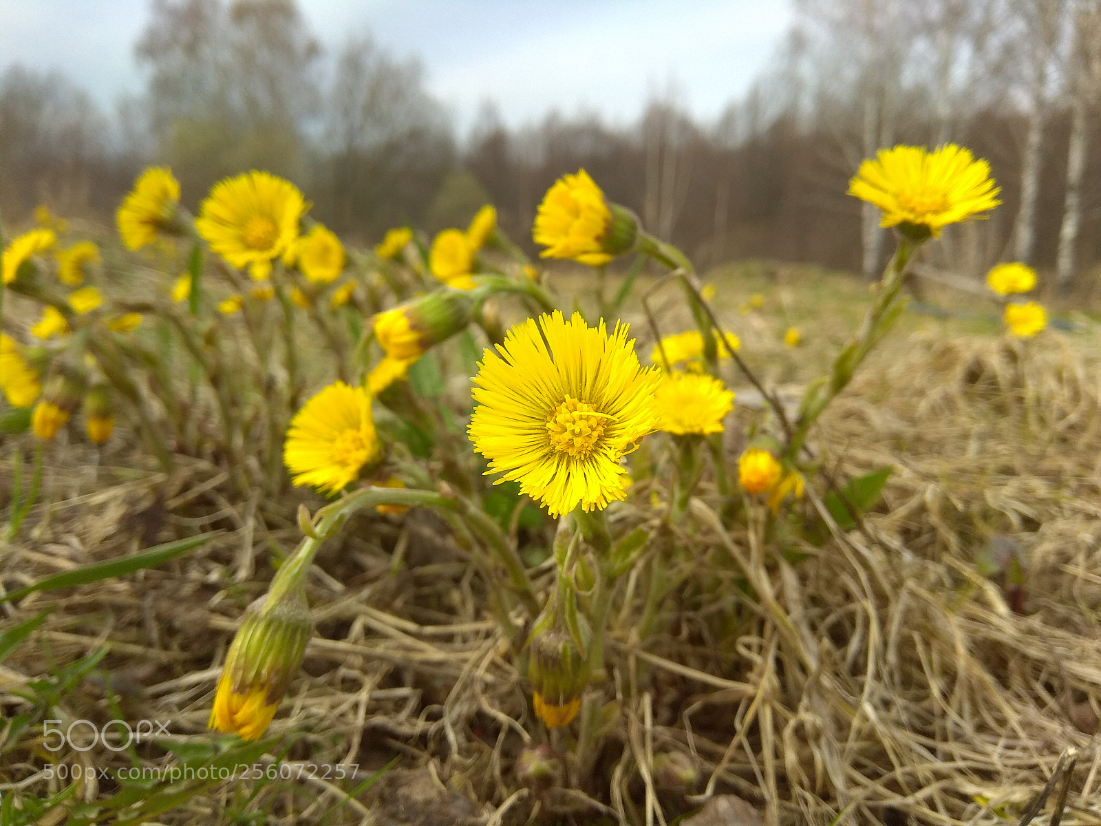 Xiaomi Redmi Note 4 sample photo. First flowers photography