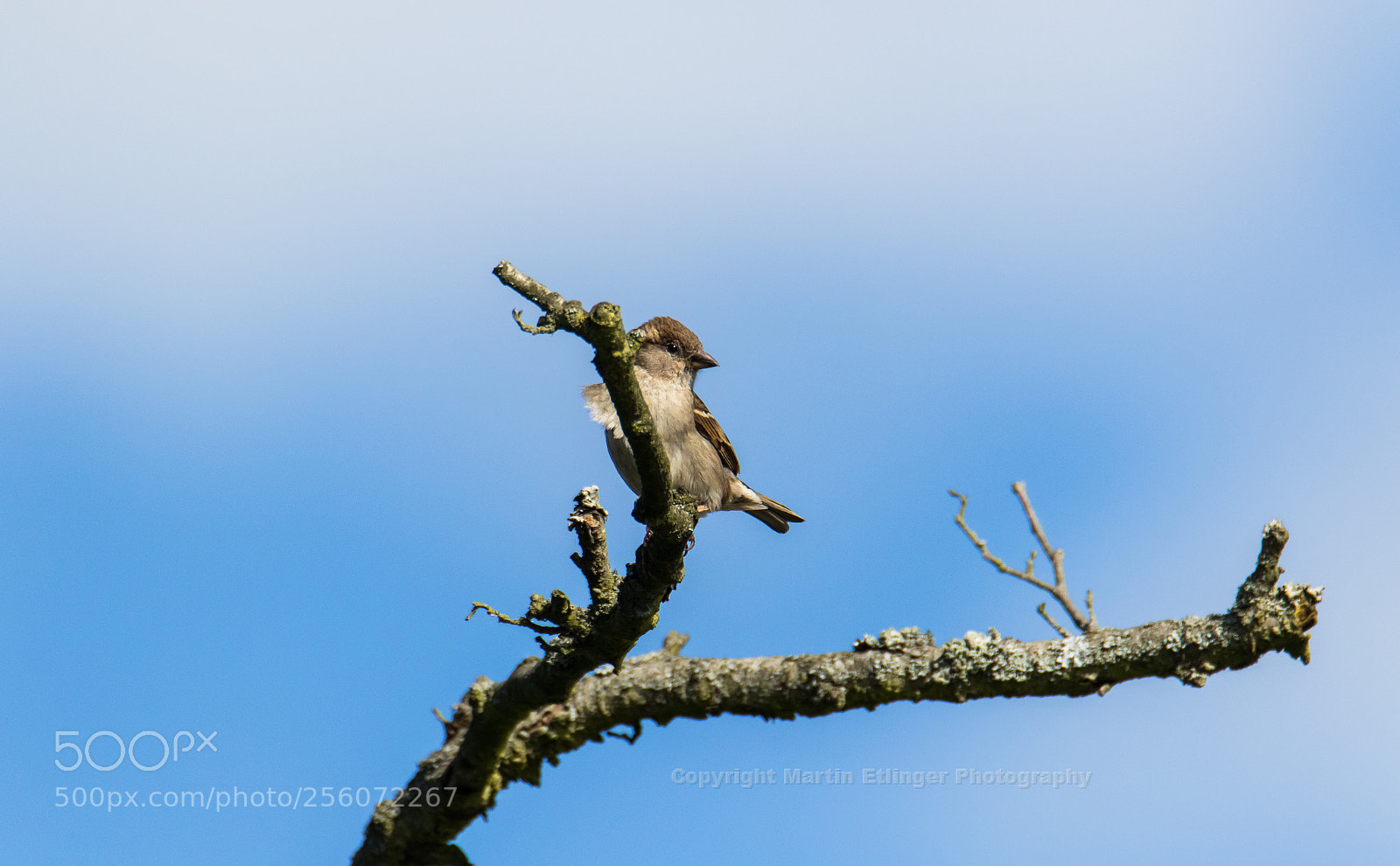 Canon EOS 7D Mark II sample photo. Sparrow passer domesticus stands photography