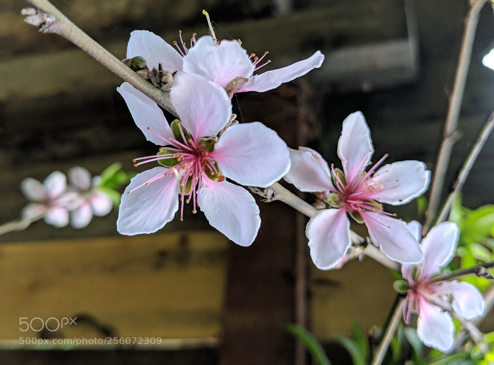 Google Pixel 2 XL sample photo. Untitled photography
