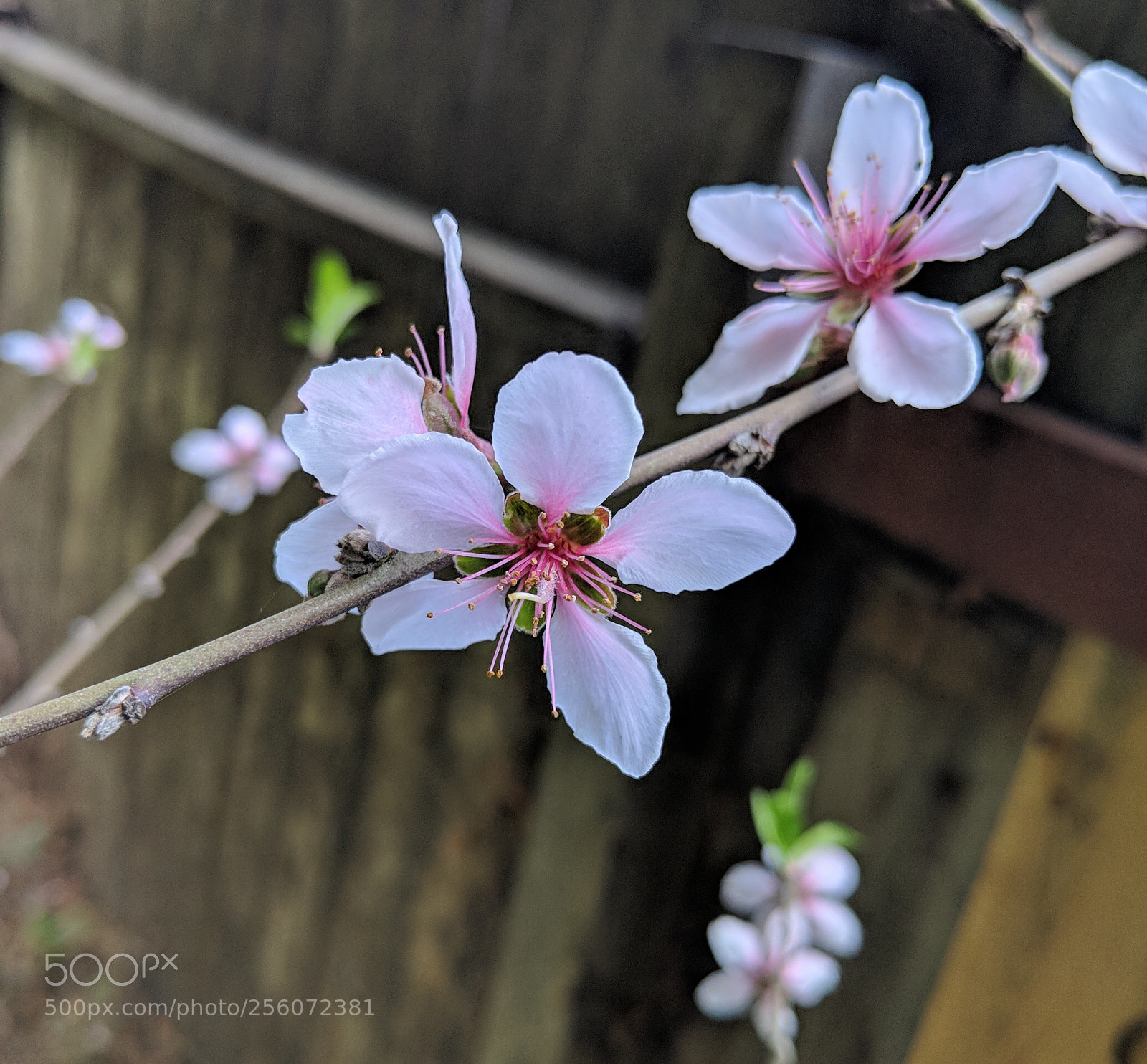 Google Pixel 2 XL sample photo. Untitled photography