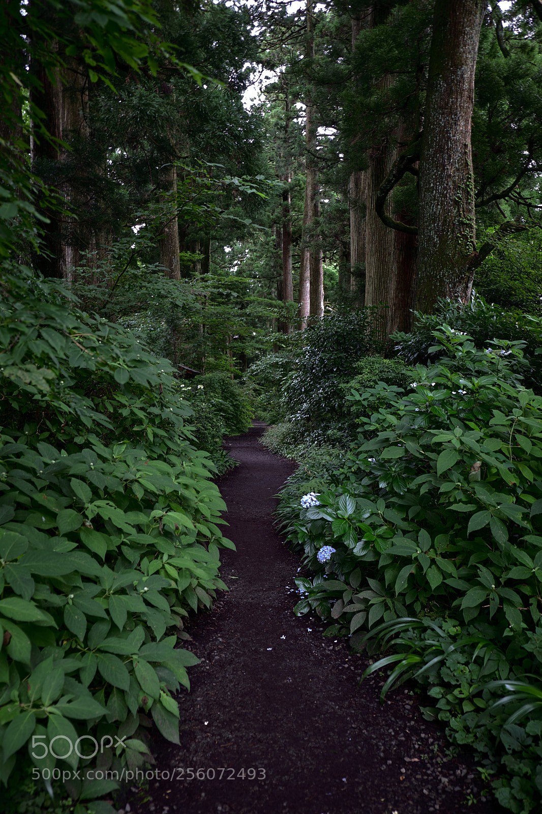 Fujifilm X-T20 sample photo. "cedar avenue"  hakone, japan photography