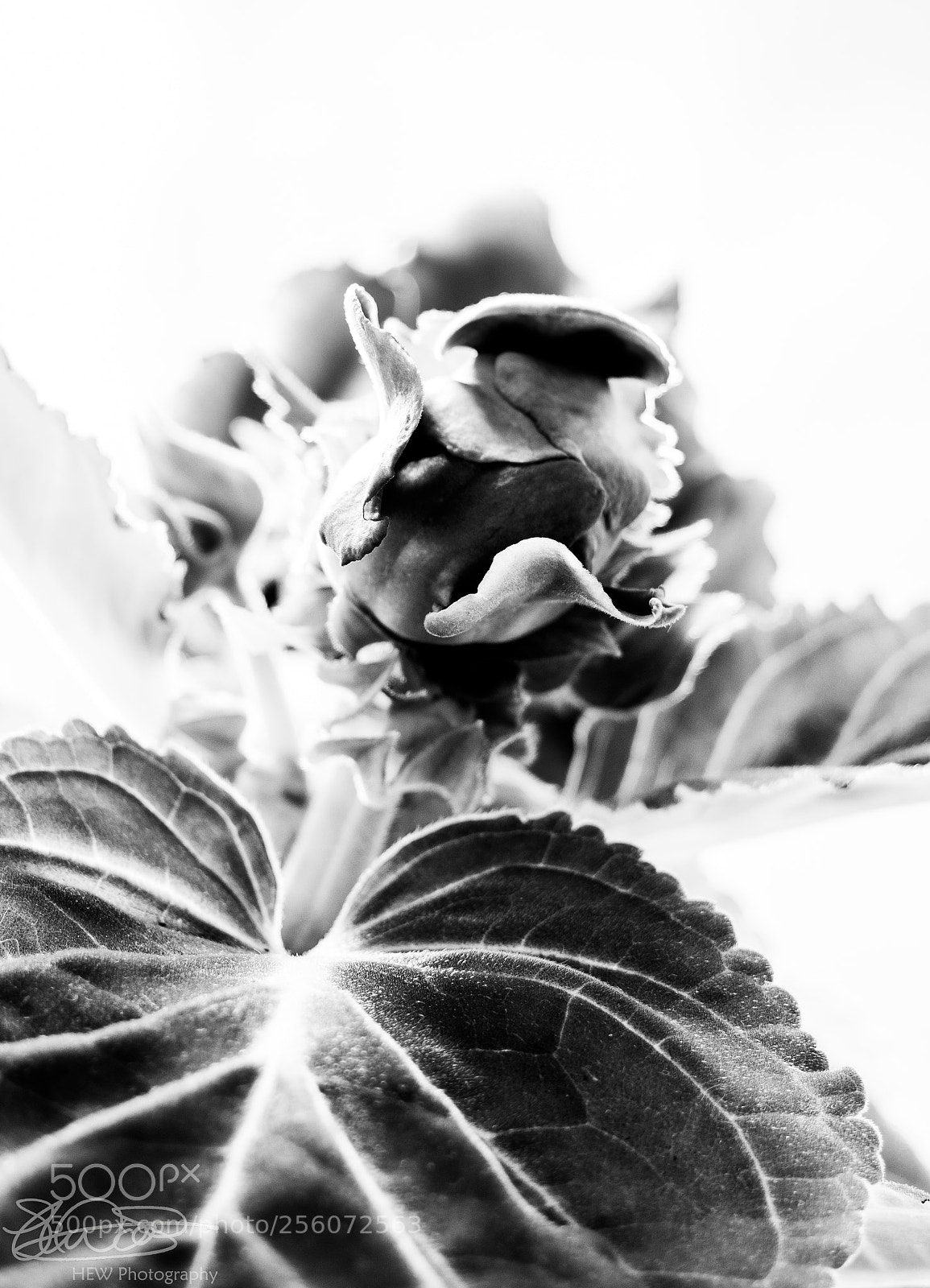 Olympus OM-D E-M10 II sample photo. Gloxinia bud.. photography