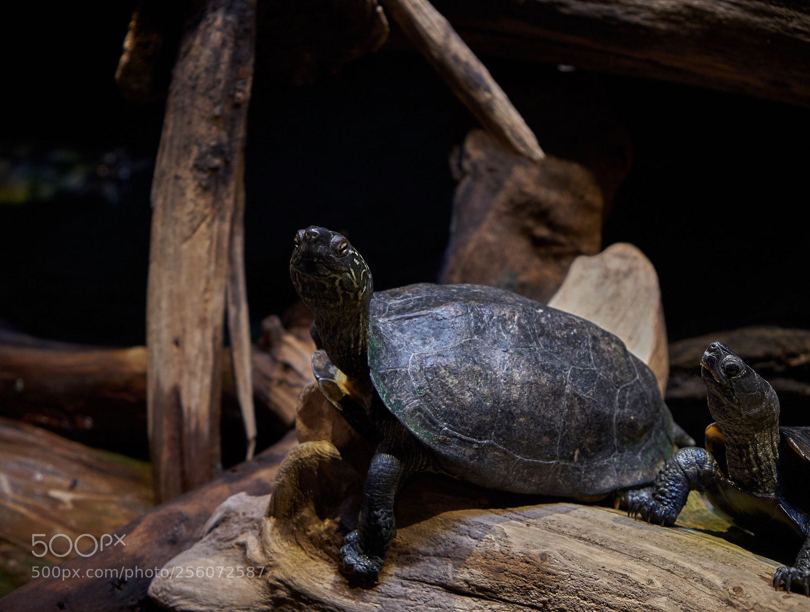 Fujifilm X-T20 sample photo. Ninja turtle - 2 photography