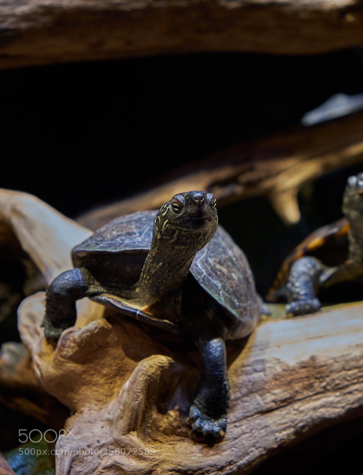 Fujifilm X-T20 sample photo. Ninja turtle - 1 photography