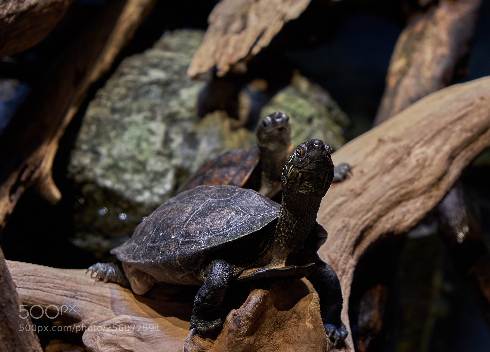 Fujifilm X-T20 sample photo. Ninja turtle - 3 photography