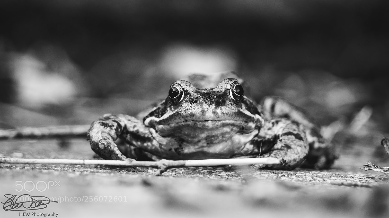 Olympus OM-D E-M10 II sample photo. Frog.. photography