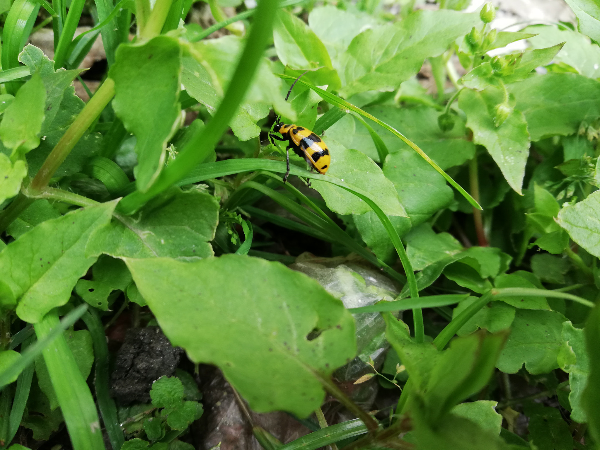 HUAWEI nova 2i sample photo. Micro photography