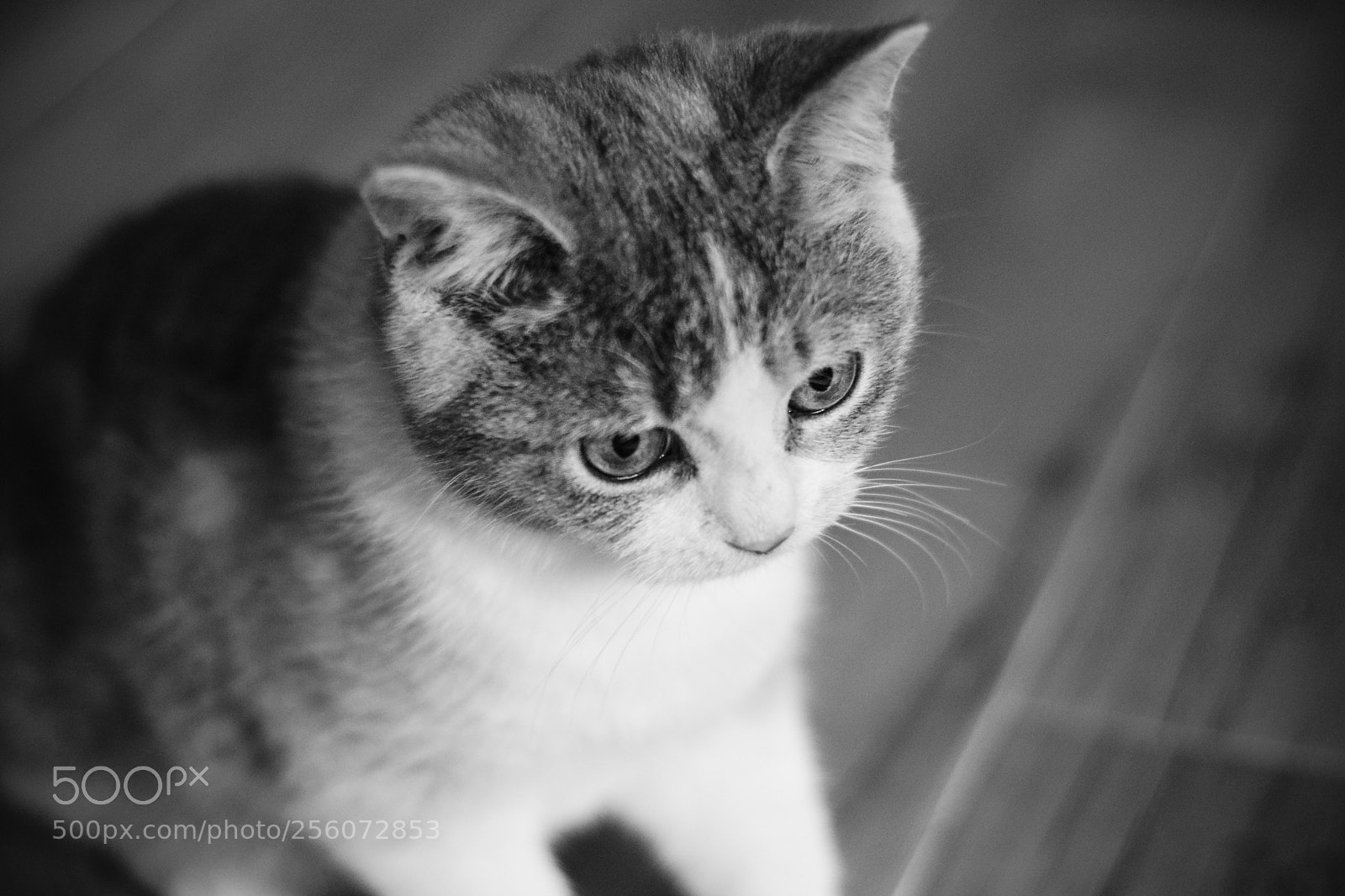 Nikon D5300 sample photo. Kitten photography