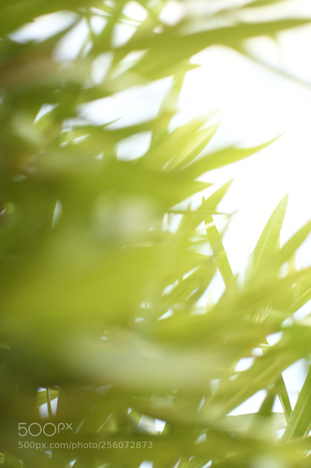 Nikon D500 sample photo. X photography