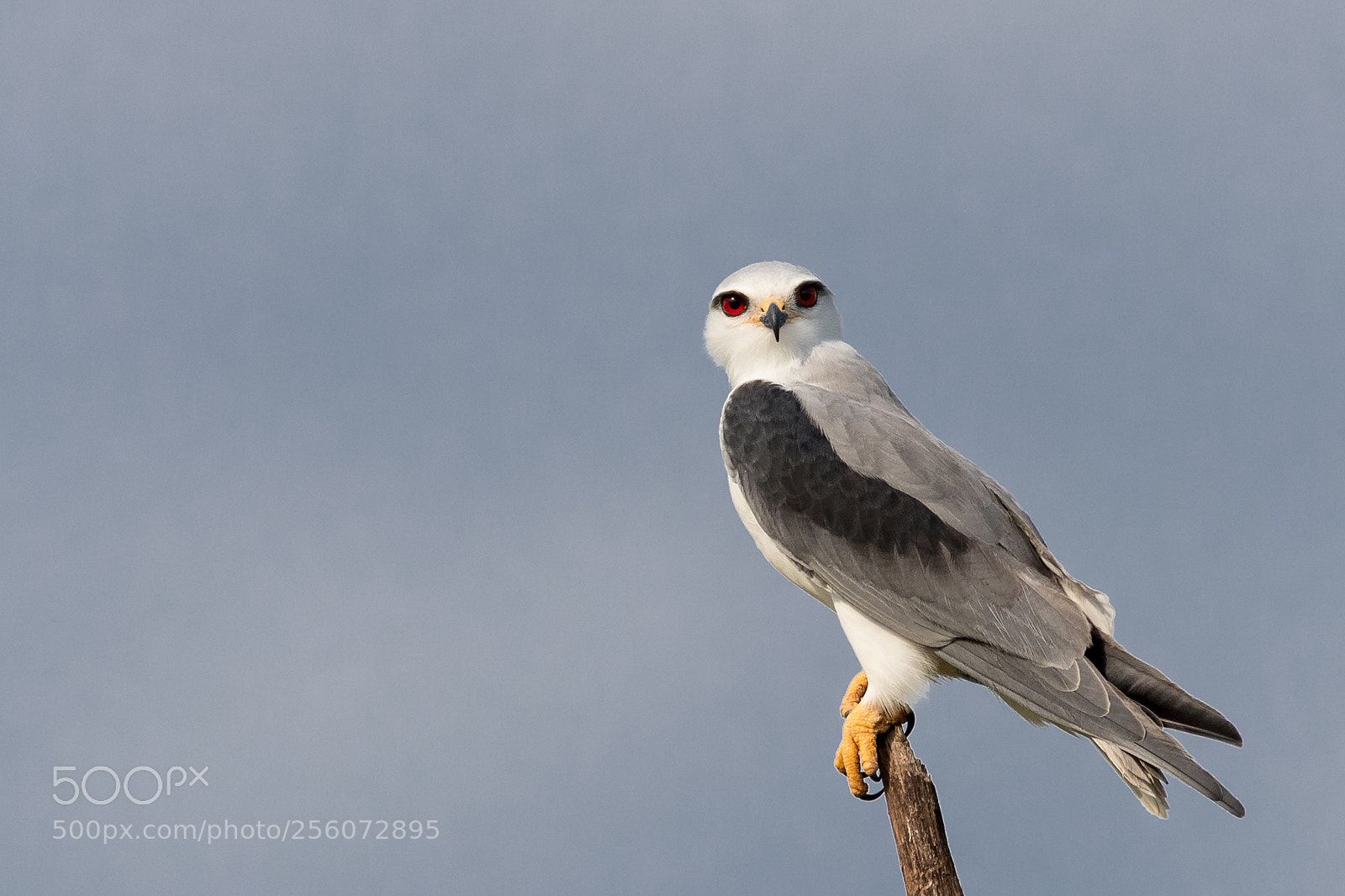 Canon EOS-1D X Mark II sample photo. Black-shouldered kite photography