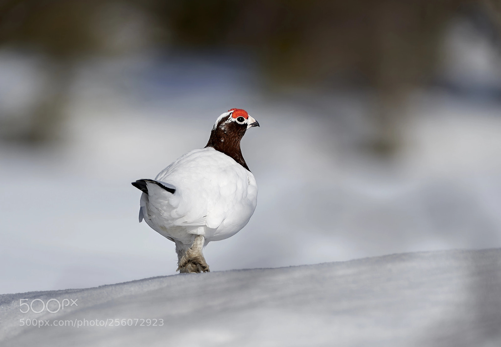 Nikon D500 sample photo. Willow grouse morning walk photography