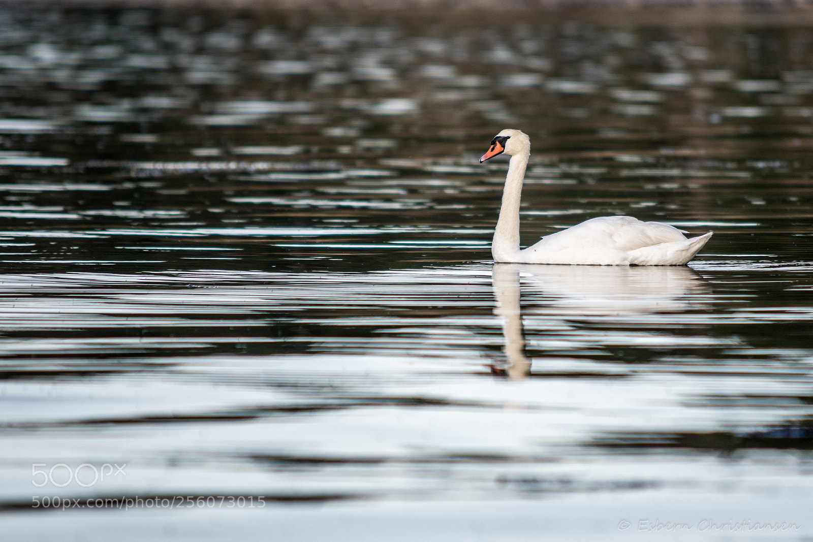 Nikon D500 sample photo. Swan photography