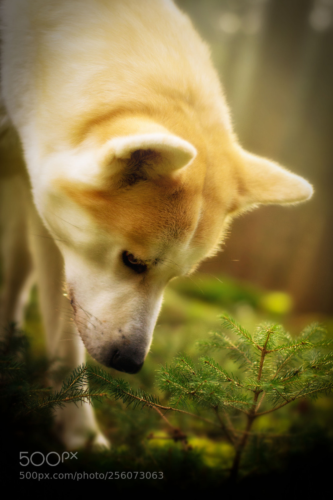 Nikon D3100 sample photo. Akita dog photography