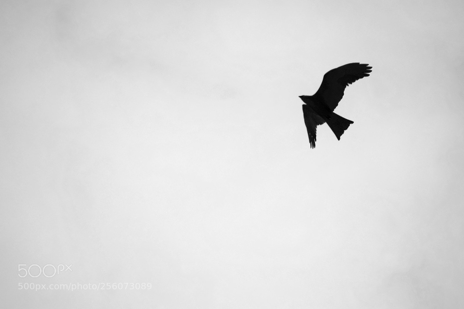 Nikon D5300 sample photo. La liberté c'est voler photography