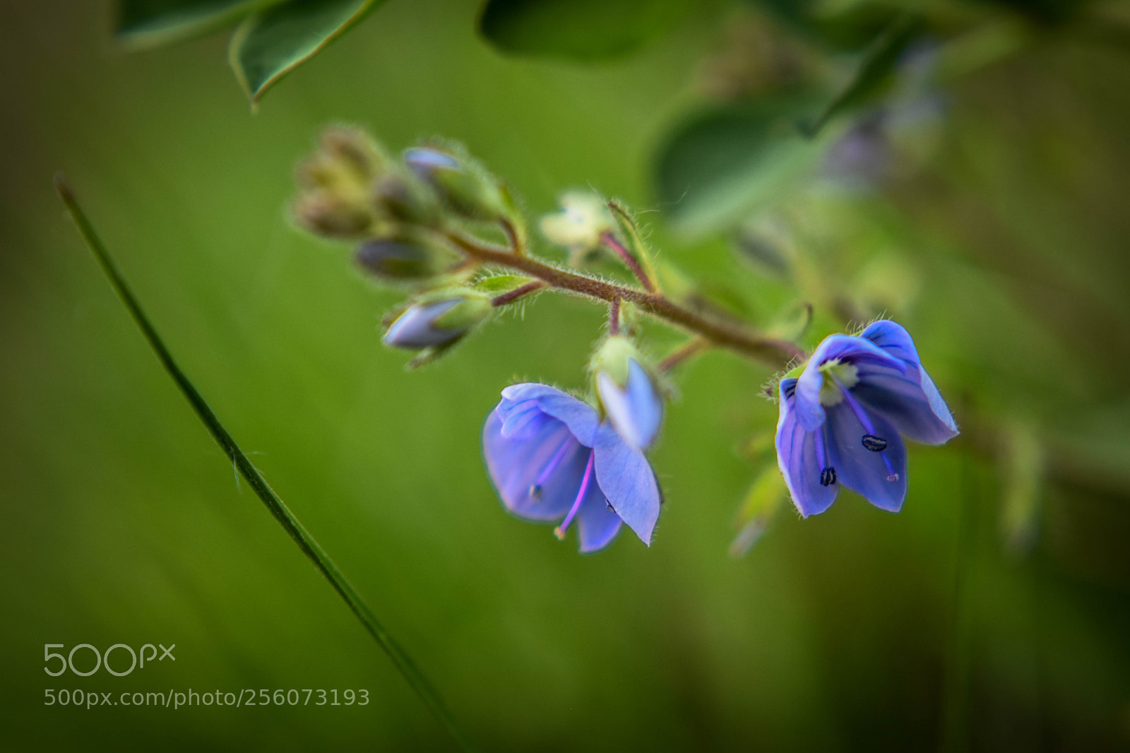 Nikon D5500 sample photo. F13 photography