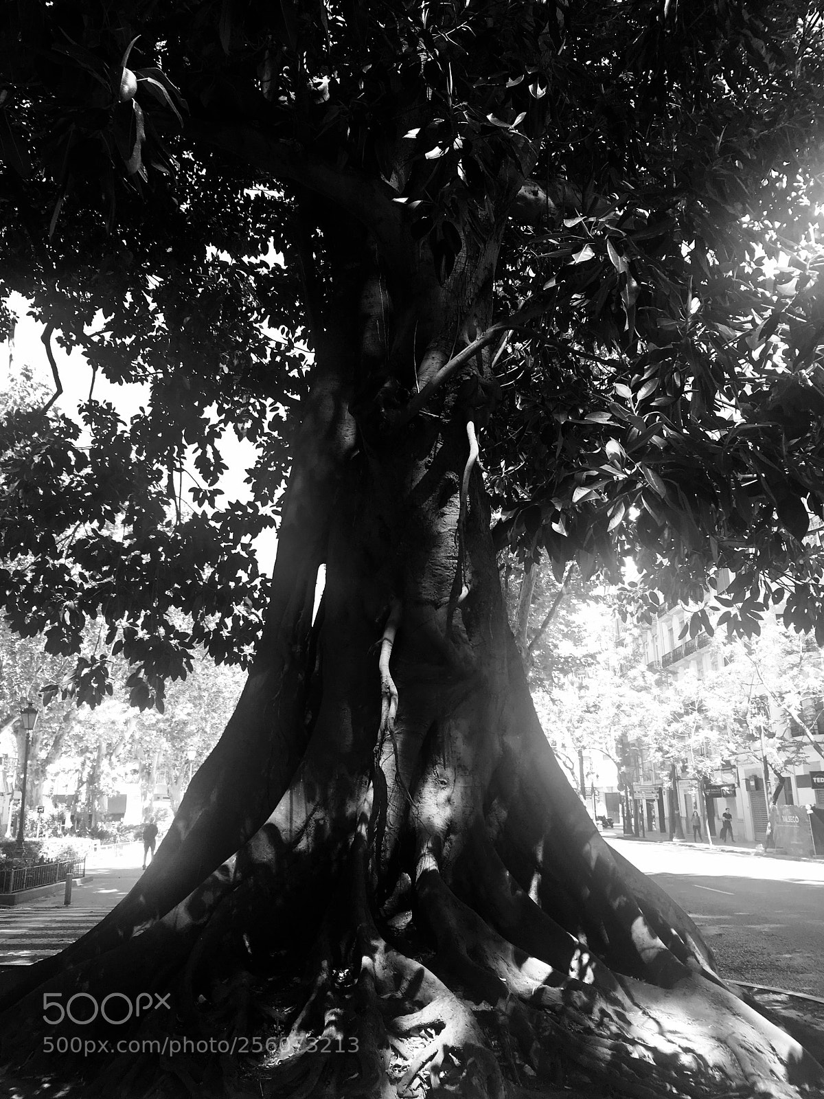 Apple iPhone SE sample photo. Untitled photography