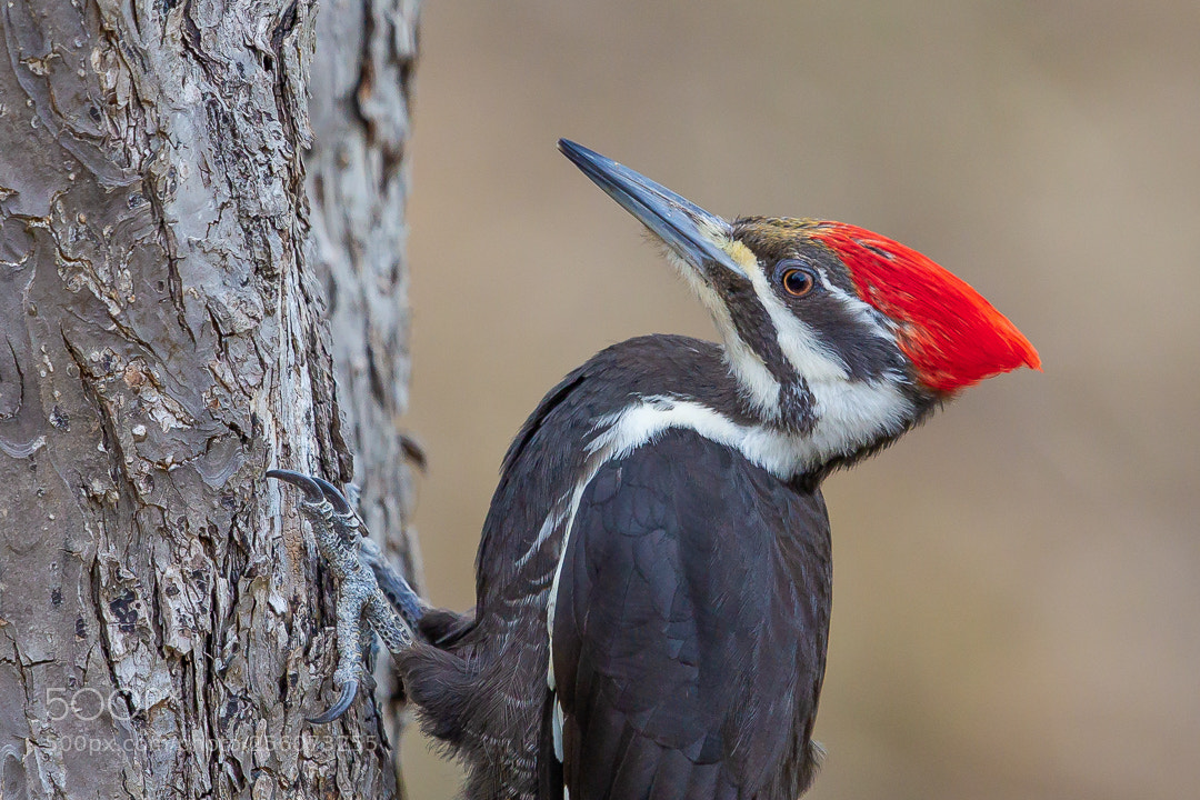 Canon EOS-1D Mark IV sample photo. Grand pic / pileated woodpecker photography
