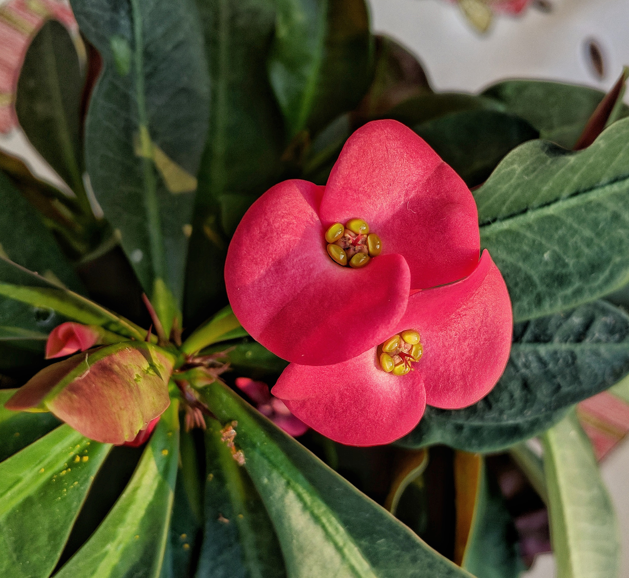 Motorola Nexus 6 sample photo