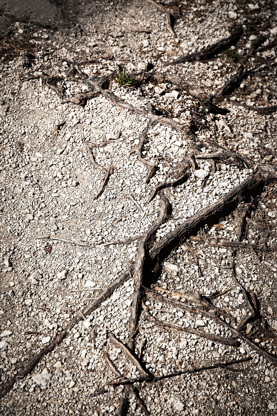Nikon D5500 sample photo. Texture with root with photography