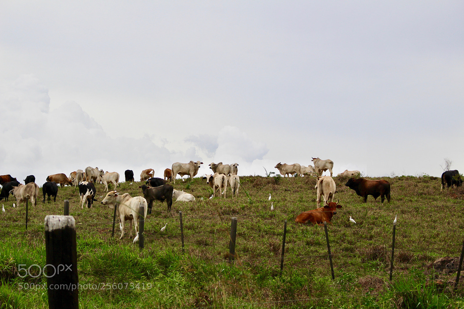 Canon EOS 700D (EOS Rebel T5i / EOS Kiss X7i) sample photo. Cows and herons photography